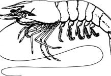 6. Desperdigaos y despistaos