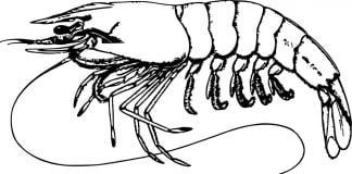 6. Desperdigaos y despistaos