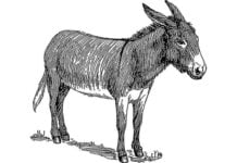 8. De cuestas y rebuznos