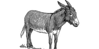 8. De cuestas y rebuznos