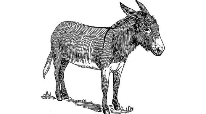 8. De cuestas y rebuznos